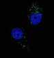 UVRAG Antibody (C-term)
